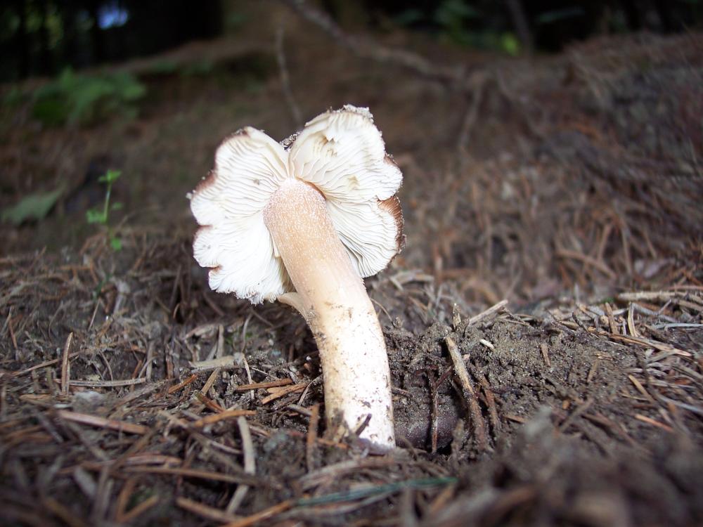 Escursione a Gressoney